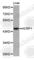 VPS37A Subunit Of ESCRT-I antibody, A1505, ABclonal Technology, Western Blot image 