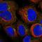 PIDD1 antibody, HPA055473, Atlas Antibodies, Immunofluorescence image 