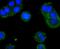 Acyl-CoA Synthetase Short Chain Family Member 2 antibody, NBP2-67003, Novus Biologicals, Immunofluorescence image 