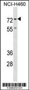 ENAH Actin Regulator antibody, 60-425, ProSci, Western Blot image 