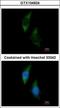Phenylalanyl-TRNA Synthetase Subunit Alpha antibody, GTX104924, GeneTex, Immunocytochemistry image 