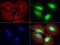 PYM Homolog 1, Exon Junction Complex Associated Factor antibody, LS-C796966, Lifespan Biosciences, Immunofluorescence image 