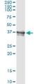 BCL2 Like 14 antibody, H00079370-M02, Novus Biologicals, Immunoprecipitation image 