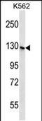 SH3 Domain And Tetratricopeptide Repeats 1 antibody, PA5-48400, Invitrogen Antibodies, Western Blot image 