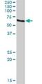 Recombination Signal Binding Protein For Immunoglobulin Kappa J Region antibody, H00003516-D01P, Novus Biologicals, Western Blot image 