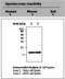 Thioredoxin antibody, LS-B2804, Lifespan Biosciences, Western Blot image 