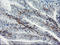 Dystrobrevin Beta antibody, LS-C173762, Lifespan Biosciences, Immunohistochemistry frozen image 