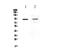 Toll-like receptor 1 antibody, PA5-80135, Invitrogen Antibodies, Western Blot image 