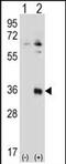 Testis-specific serine/threonine-protein kinase 6 antibody, PA5-71708, Invitrogen Antibodies, Western Blot image 