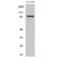 POU Class 2 Homeobox 1 antibody, LS-C385008, Lifespan Biosciences, Western Blot image 