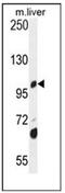 Dehydrogenase E1 And Transketolase Domain Containing 1 antibody, AP51259PU-N, Origene, Western Blot image 