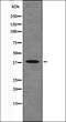 Dual Specificity Phosphatase 1 antibody, orb335953, Biorbyt, Western Blot image 