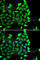 Ikaros family zinc finger protein 3 antibody, A7287, ABclonal Technology, Immunofluorescence image 