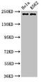 Nuclear Mitotic Apparatus Protein 1 antibody, orb401216, Biorbyt, Western Blot image 