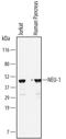 Sialidase-1 antibody, MAB6860, R&D Systems, Western Blot image 