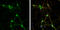 Granulin Precursor antibody, GTX100803, GeneTex, Immunocytochemistry image 