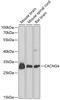 Calcium Voltage-Gated Channel Auxiliary Subunit Gamma 4 antibody, 15-380, ProSci, Western Blot image 