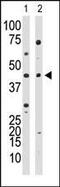 YY1 Transcription Factor antibody, PA5-12206, Invitrogen Antibodies, Western Blot image 