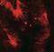 Claudin 4 antibody, NBP2-41187, Novus Biologicals, Immunocytochemistry image 