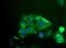 RAK antibody, PA5-23006, Invitrogen Antibodies, Immunofluorescence image 