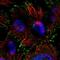 Sorting Nexin 32 antibody, NBP1-92424, Novus Biologicals, Immunofluorescence image 