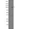 Integrator Complex Subunit 6 antibody, abx149737, Abbexa, Western Blot image 