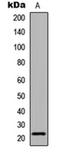 Claudin 6 antibody, orb235101, Biorbyt, Western Blot image 