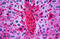 Apolipoprotein A1 antibody, MBS243785, MyBioSource, Immunohistochemistry paraffin image 
