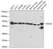 Ecto-NOX Disulfide-Thiol Exchanger 2 antibody, A7063, ABclonal Technology, Western Blot image 