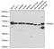 Ecto-NOX disulfide-thiol exchanger 2 antibody, A7063, ABclonal Technology, Western Blot image 