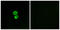 Interferon-induced transmembrane protein 3 antibody, LS-C119528, Lifespan Biosciences, Immunofluorescence image 