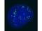 Chromobox 4 antibody, A03388, Boster Biological Technology, Immunohistochemistry paraffin image 