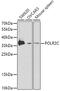 RNA Polymerase II Subunit C antibody, GTX32796, GeneTex, Western Blot image 