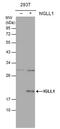 Immunoglobulin Lambda Like Polypeptide 1 antibody, PA5-29712, Invitrogen Antibodies, Western Blot image 