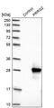 Proline Rich And Gla Domain 2 antibody, PA5-52730, Invitrogen Antibodies, Western Blot image 