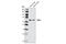 Nucleus Accumbens Associated 1 antibody, 4183S, Cell Signaling Technology, Western Blot image 