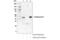 Gasdermin B antibody, 76439S, Cell Signaling Technology, Immunoprecipitation image 