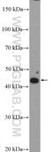 Zinc Finger DHHC-Type Containing 15 antibody, 21627-1-AP, Proteintech Group, Western Blot image 