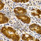 Trefoil Factor 1 antibody, A1789, ABclonal Technology, Immunohistochemistry paraffin image 