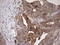 Galectin 3 antibody, LS-C339350, Lifespan Biosciences, Immunohistochemistry frozen image 
