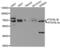 Autophagy Related 16 Like 1 antibody, MBS129020, MyBioSource, Western Blot image 