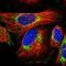 GLAST antibody, HPA037467, Atlas Antibodies, Immunocytochemistry image 