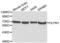 Olfactomedin 1 antibody, LS-C330881, Lifespan Biosciences, Western Blot image 