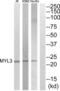 Myosin Light Chain 3 antibody, abx015098, Abbexa, Western Blot image 