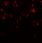 Chromodomain-helicase-DNA-binding protein 7 antibody, 6441, ProSci Inc, Immunofluorescence image 