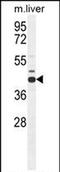 Adenosylhomocysteinase antibody, PA5-71489, Invitrogen Antibodies, Western Blot image 