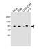 Nuclear Receptor Subfamily 3 Group C Member 1 antibody, M00503-2, Boster Biological Technology, Western Blot image 