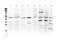SMAD Family Member 1 antibody, PA5-80036, Invitrogen Antibodies, Western Blot image 