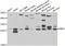 BCL2 Interacting Protein 1 antibody, abx006444, Abbexa, Western Blot image 