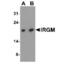 Immunity Related GTPase M antibody, NBP1-76377, Novus Biologicals, Western Blot image 